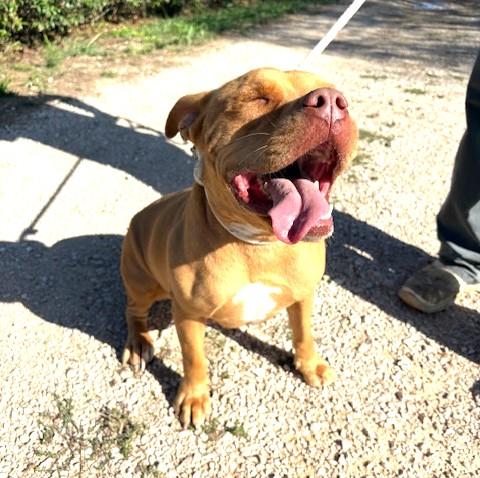 Jessy, splendida pit dagli occhi marroni  Foto 2